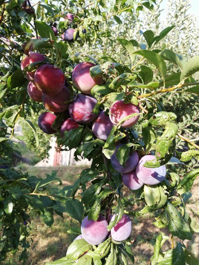 Sole E Azzurro Lejlighed Fiumefreddo di Sicilia Eksteriør billede